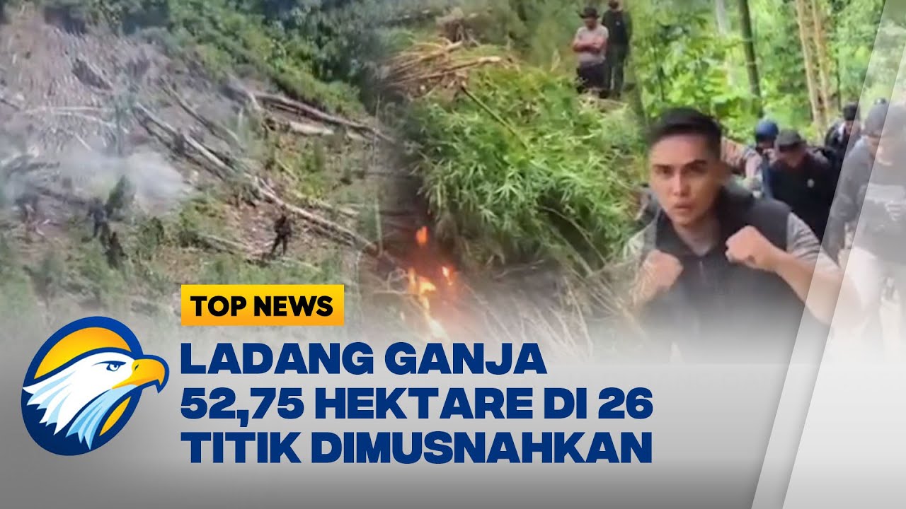 Operasi Besar Pemusnahan Ladang Ganja Seluas 52,75 Hektare di Aceh [Top News]
