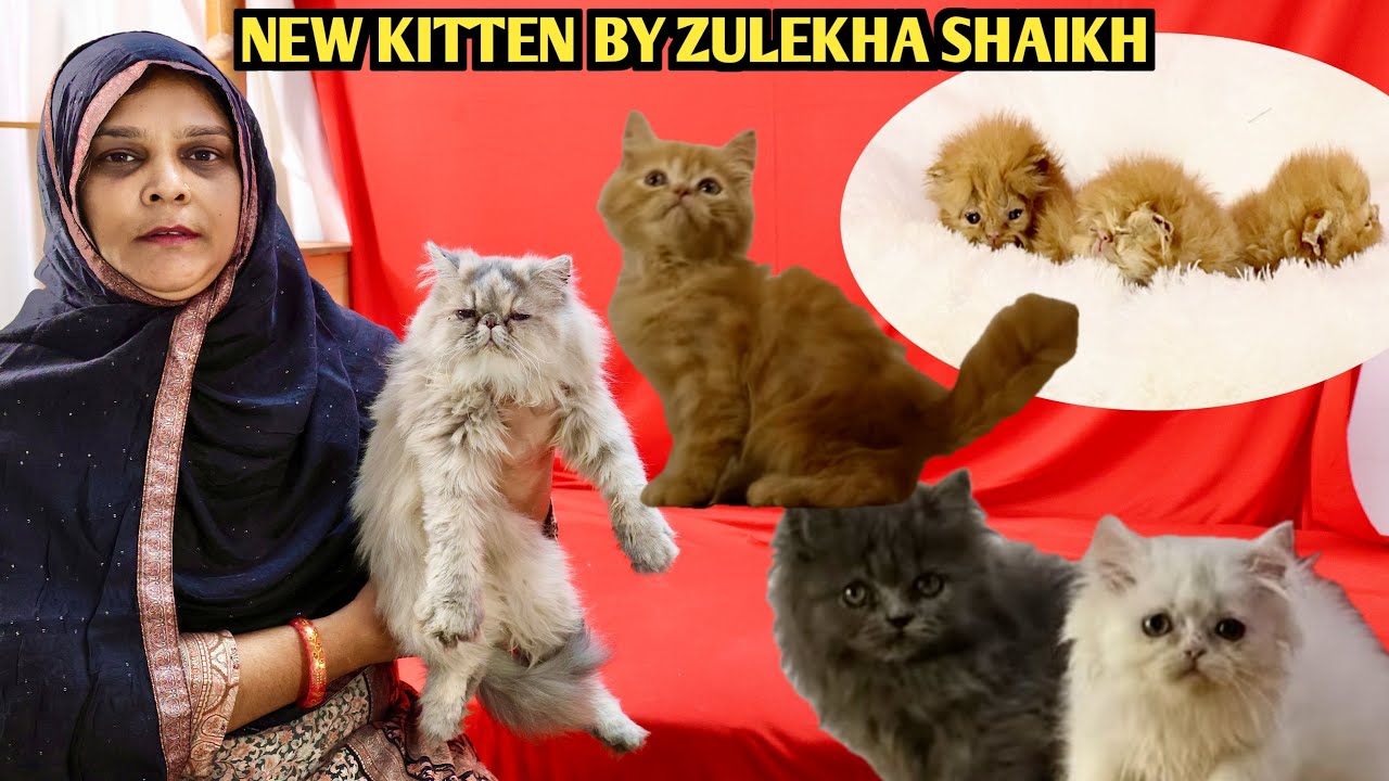 New Persian Cat’s Home Breed Of Zulekha Shaikh Pearl Cattery