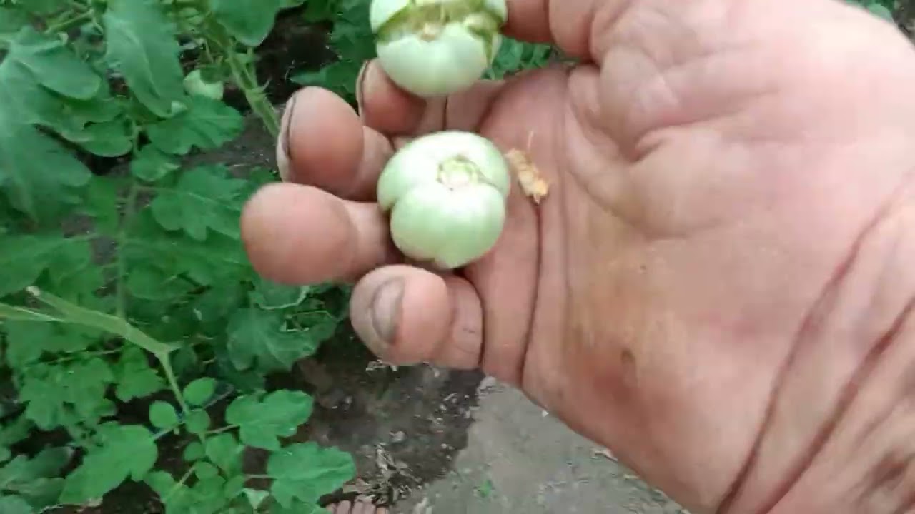За късните домати и ,какво още