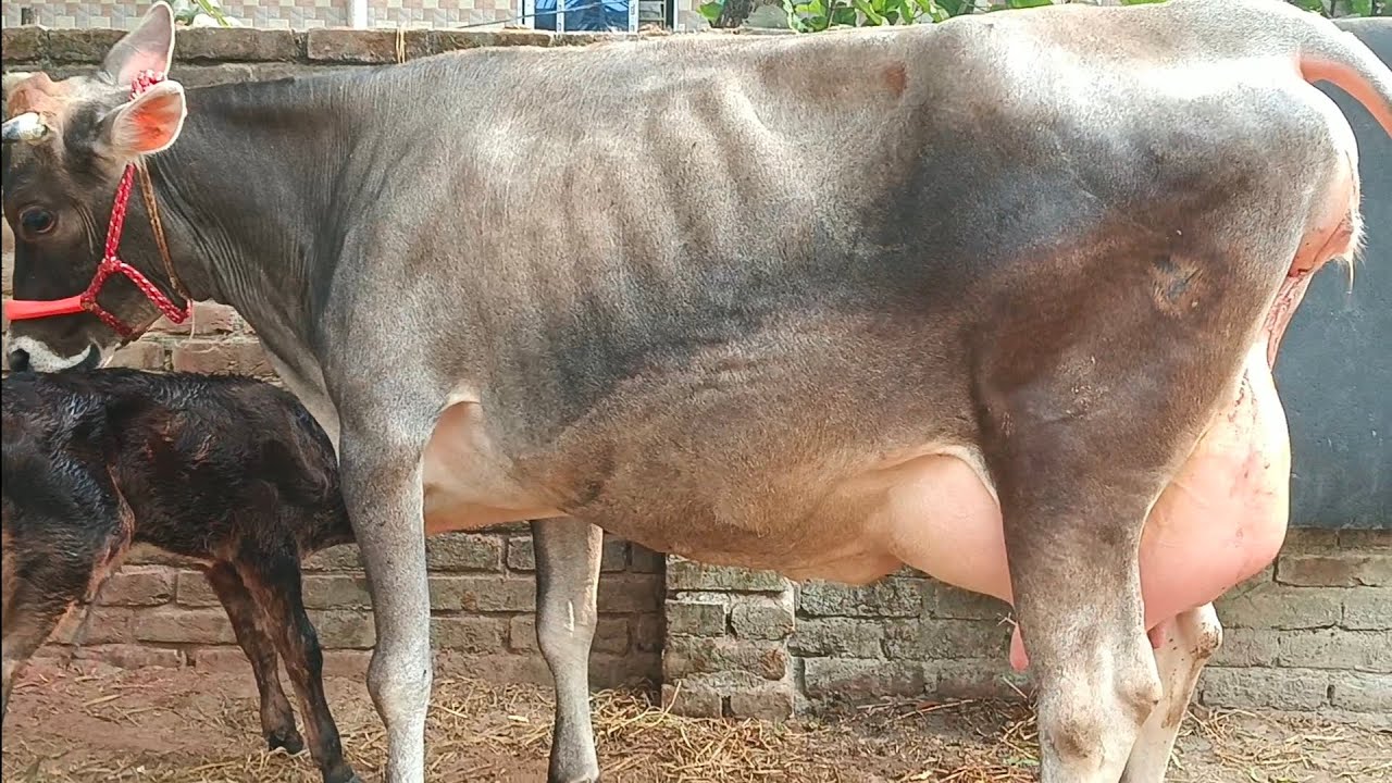 64/নং   বাঘাবাড়ীর মিল্ক ভিটার ৩০+ জার্সি গাভী বিক্রয় হবে. 01728505241