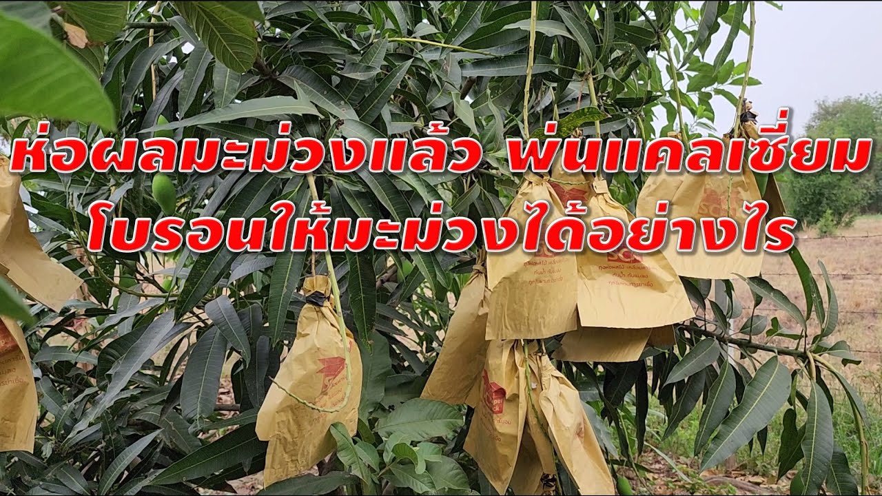ห่อผลมะม่วงแล้ว พ่นแคลเซี่ยม โบรอนให้มะม่วงได้อย่างไร