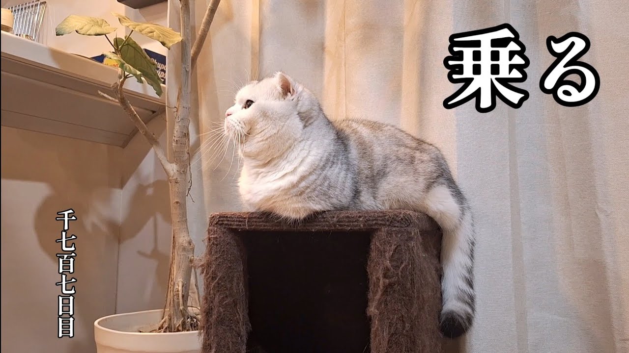 乗る　こねこ成長日記　千七百七日目