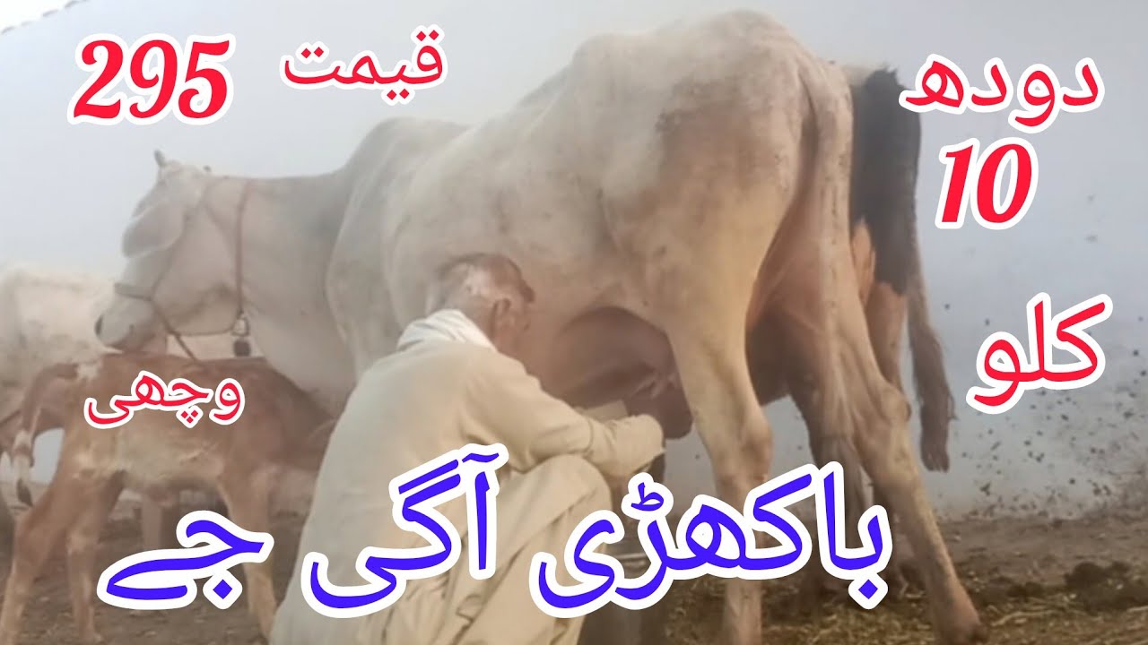 جرسی کراس باکھڑی گاۓ سیل آن پاکستان یوٹیوب 03051845466..=23.2.2026