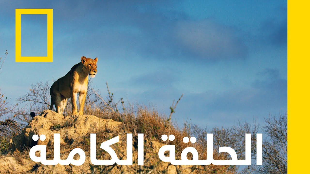 تصفيات الموت | مليكا ملكة الأسود | ناشونال جيوغرافيك أبوظبي