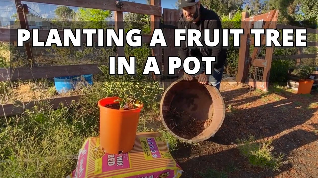 How to Plant a Fruit Tree in a Pot (Without KILLING IT!) | Example Planting in a Whiskey Barrel