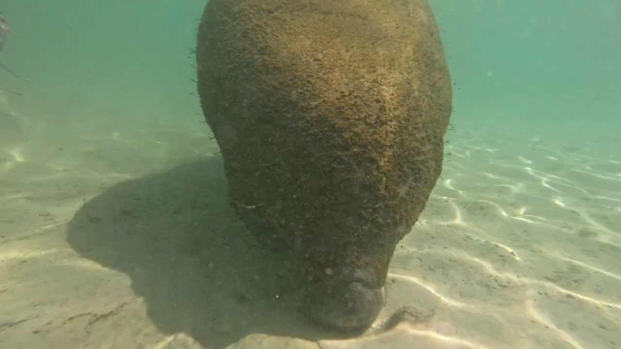 Manatees at Crystal River