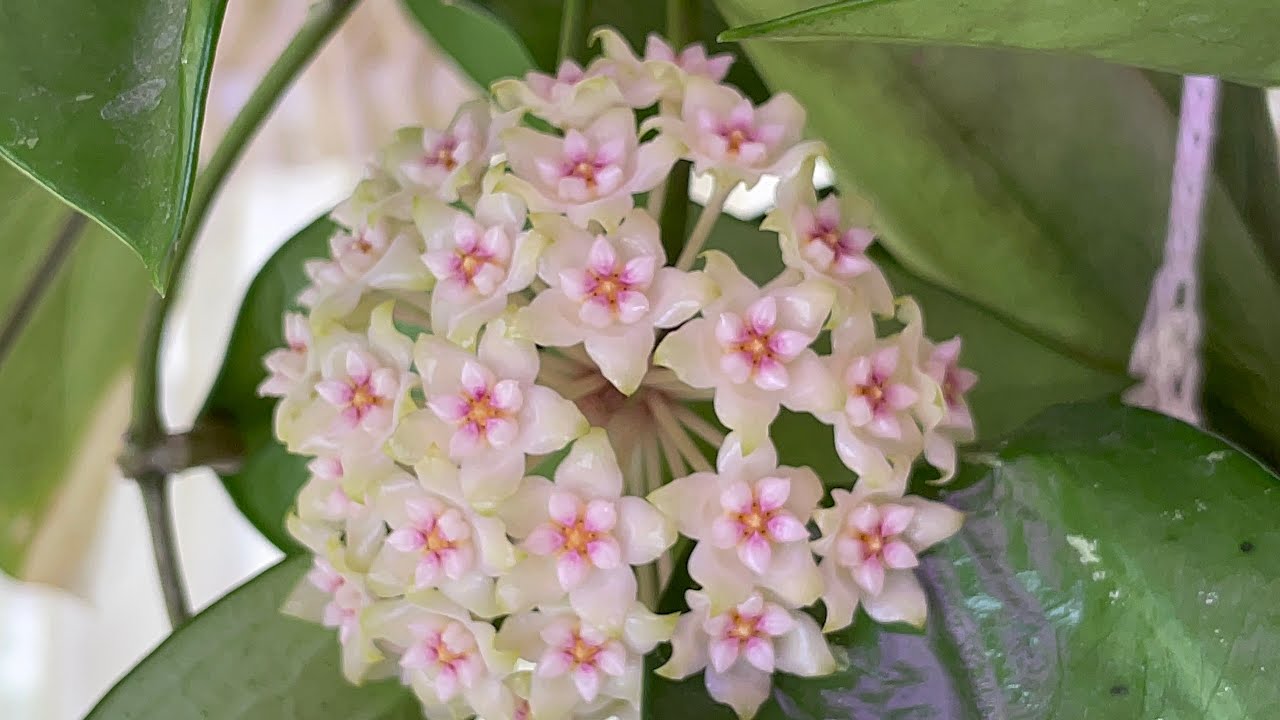 Мои Хойи 🤗🌸 Всего по чуть чуть: про цветение, укоренение, посадки, полив… 😉🪷