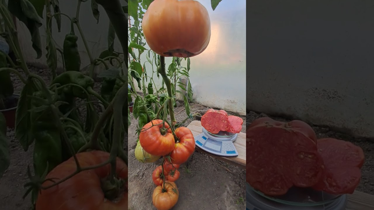 THE BEST TOMATO FOR ORGANIC CULTIWATION # organic #tomato #garden