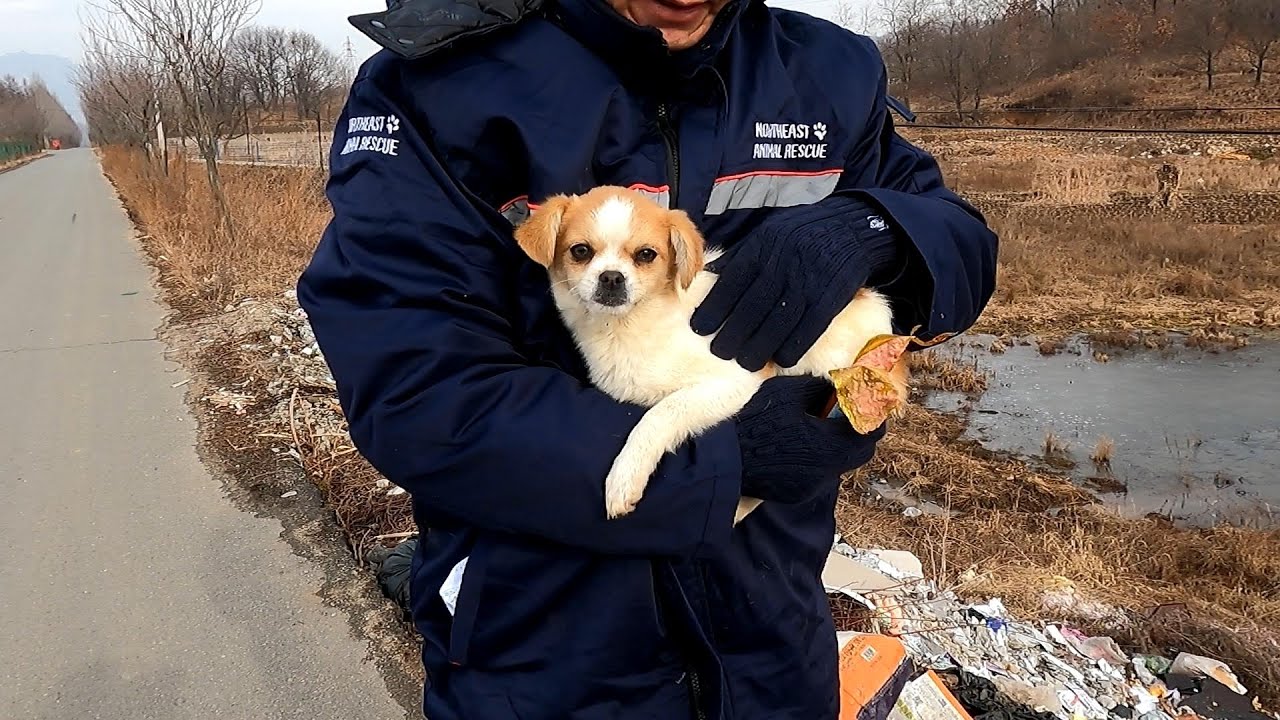 Rescue homeless dog eating garbage on roadside