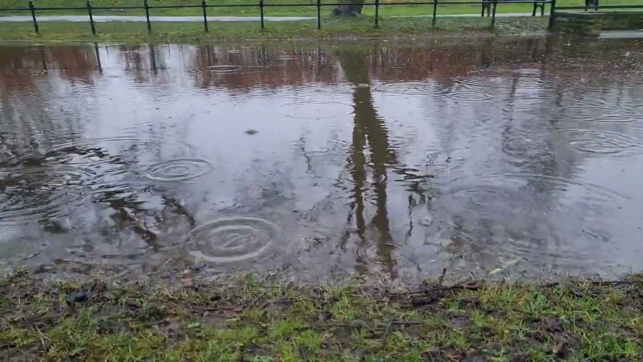 February Rain In The Park With Birds