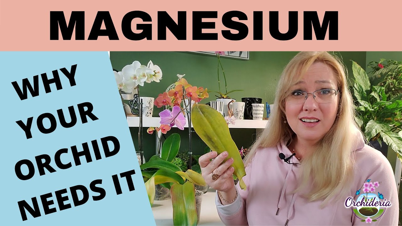 Magnesium Deficiency in Orchids: Signs, Symptoms, & Secrets