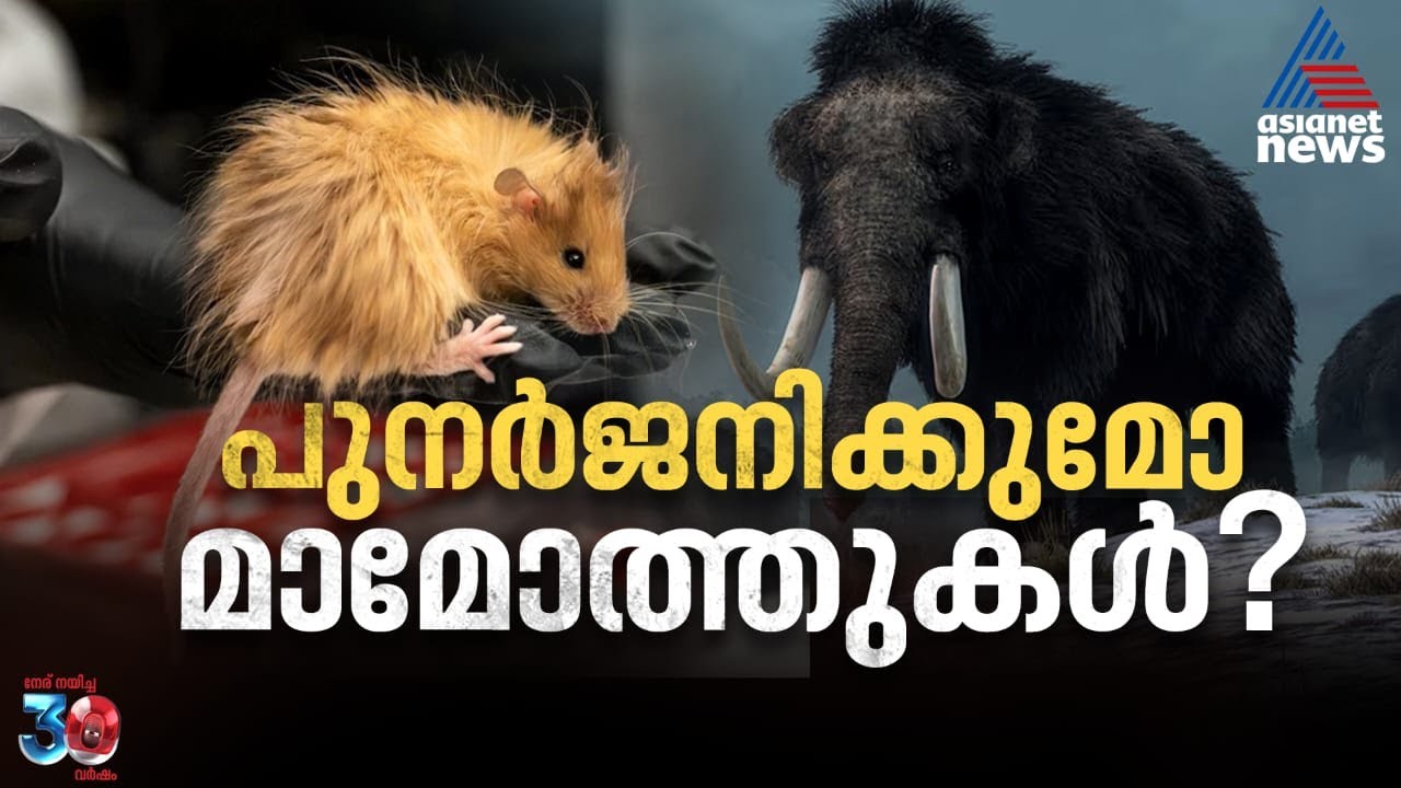മാമോത്തുകളെ പുനരുജ്ജീവിപ്പിക്കാനാകുമോ?: പരീക്ഷണം ഏഴ് കുഞ്ഞൻ എലികളിൽ | Mammoth
