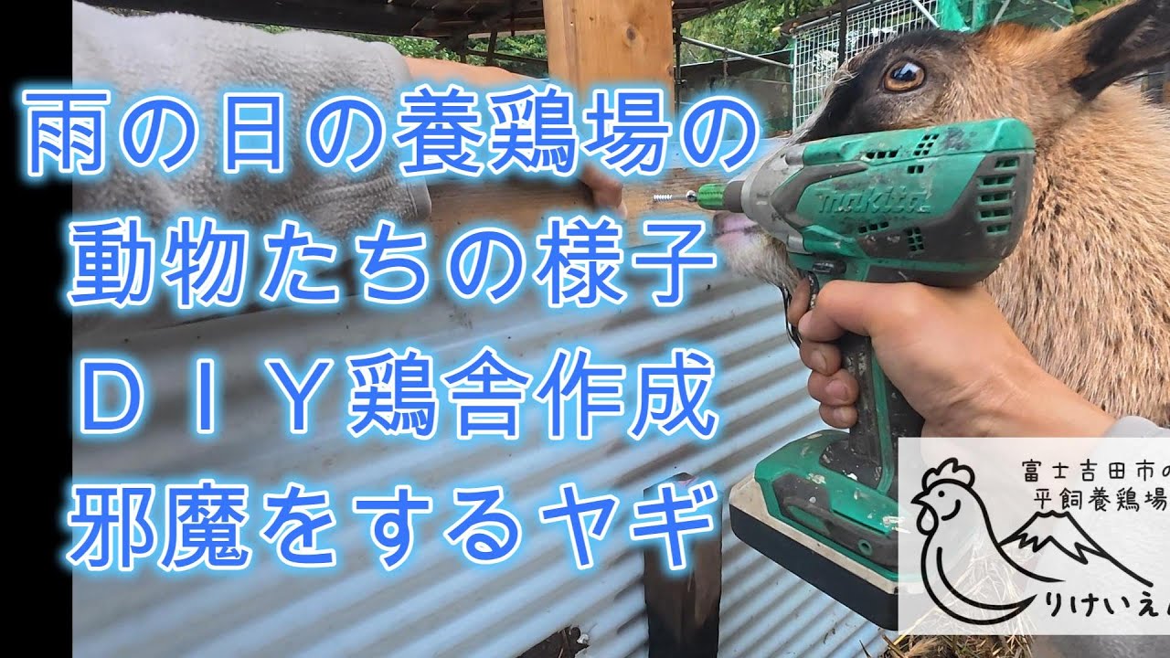 雨の日の養鶏場の動物たちの様子とヤギに邪魔されながらＤＩＹで鶏舎を黙々と作る1日【Vlog風】