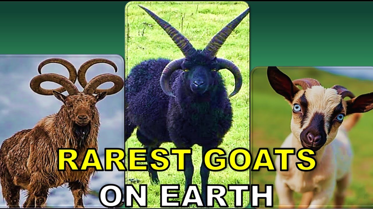 Top Goat Breeds in the World 🐐🌍 | Most Beautiful & Strong Goats Ever!”