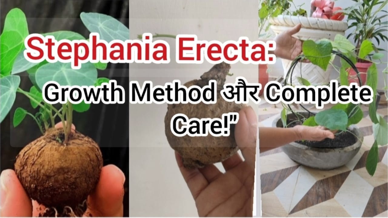 How to Properly Care for Erecta Stefanias (the Twisty Plant)