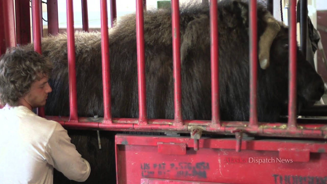 Palmer farm looks to learn lessons from milking musk ox