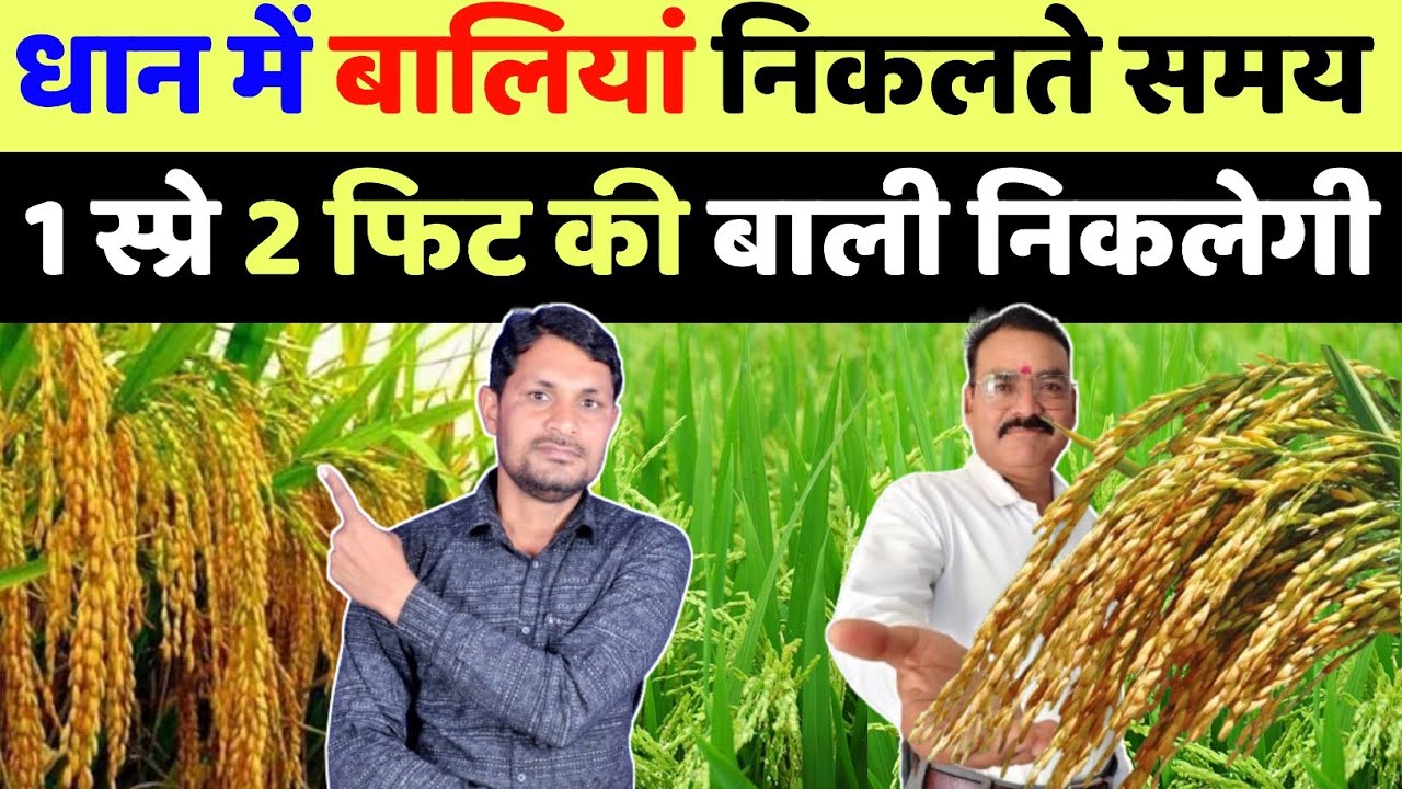 धान में बालियां निकलते समय क्या करें | dhan me bali nikalte samay kya dale | dhan me spray kab kare