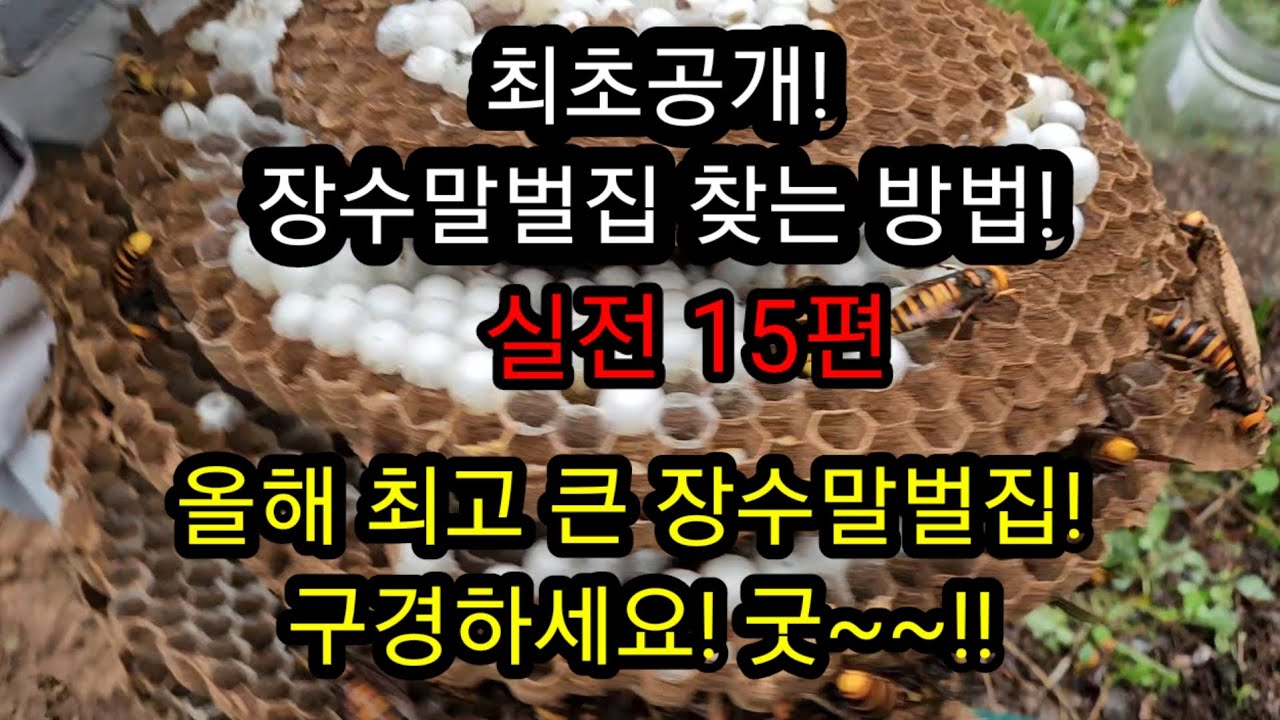 올해 최고로 큰 장수말벌집 작살!