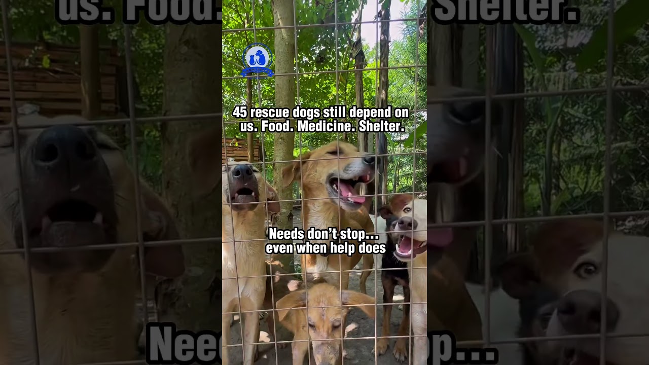 Heartbreaking Dog Rescue Shelter Struggles | 45 Dogs Need Help NOW💔 