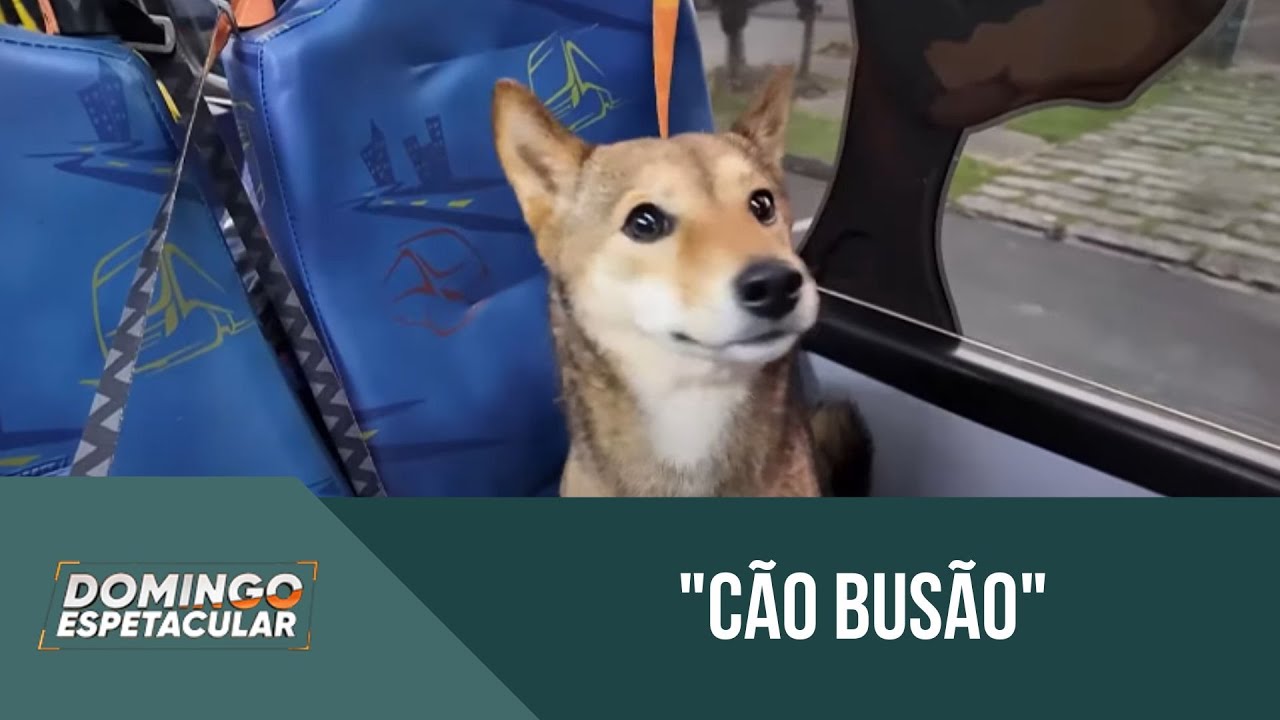 ‘Cão busão’: ônibus escolar faz sucesso transportando cachorros para a creche