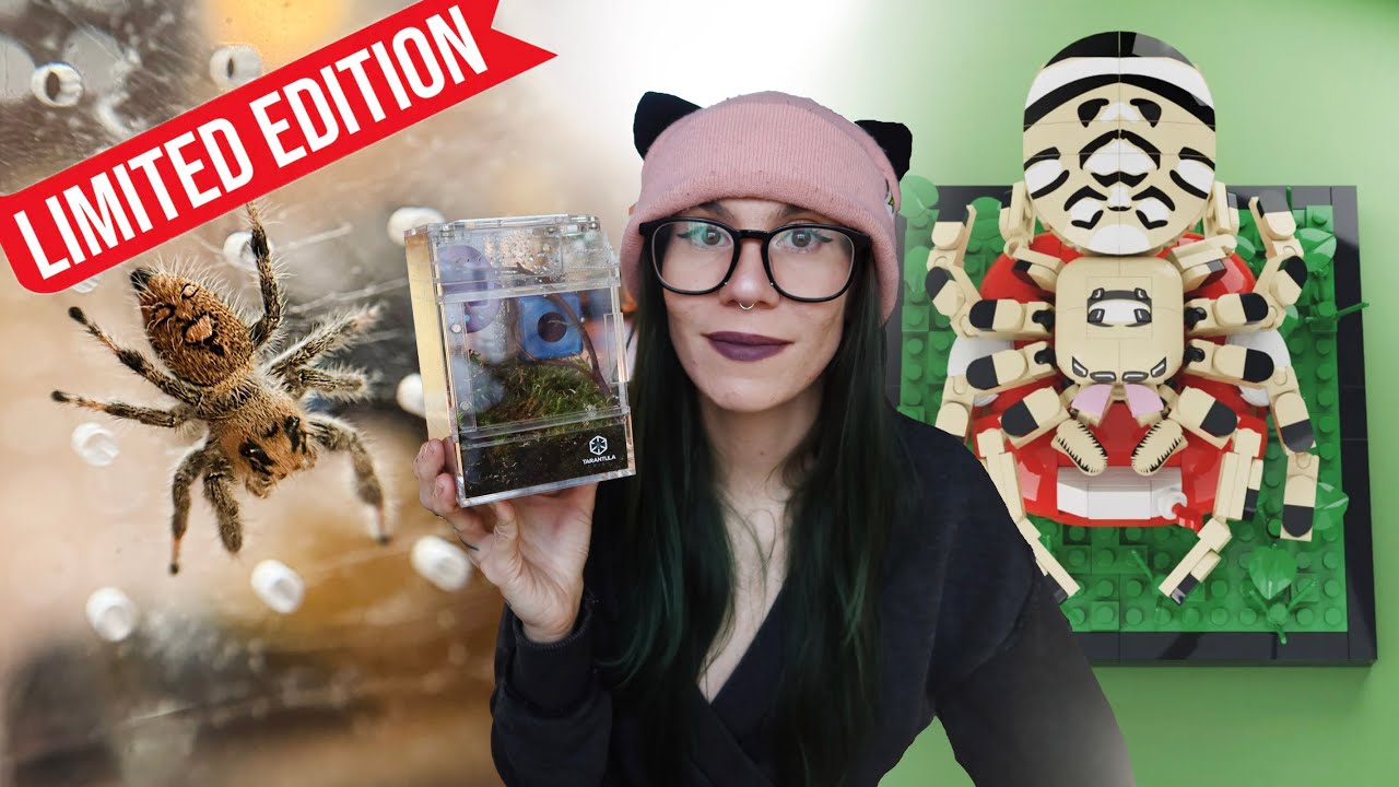 СОЗДАЙТЕ СВОЕГО СОБСТВЕННОГО ПРЫГАЮЩЕГО ПАУКА?! + ПЕРЕСАДКА Phiddipus regius x3!!