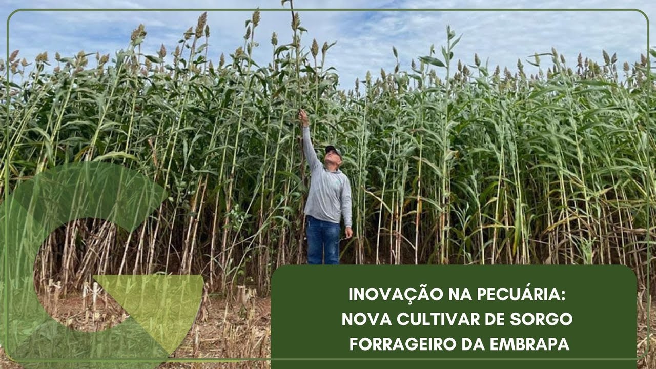 INOVAÇÃO NA PECUÁRIA: NOVA CULTIVAR DE SORGO FORRAGEIRO DA EMBRAPA