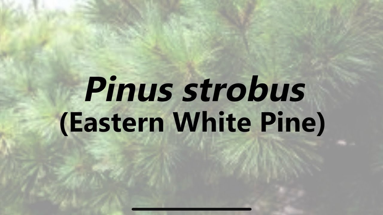 Eastern white pine identification (Pinus strobus) 