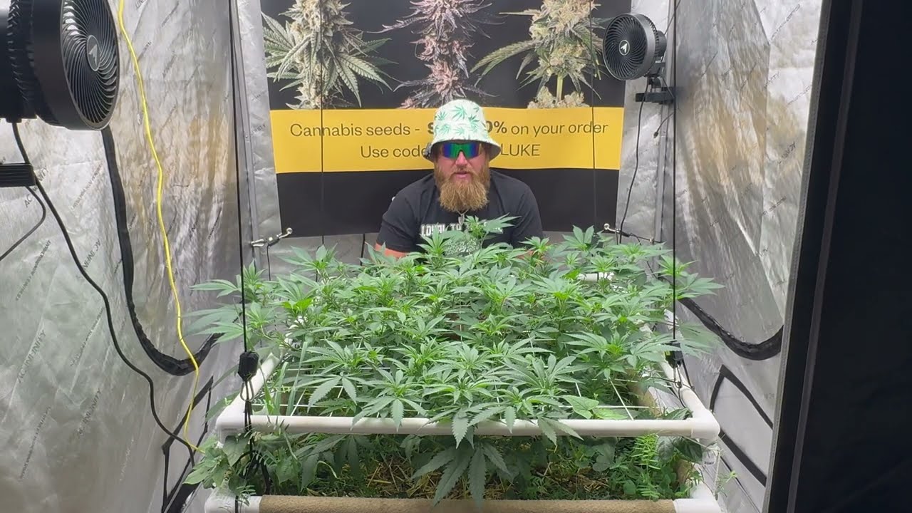 PEYOTE ZKITTLEZ  EP 7 (Prep for Flower)