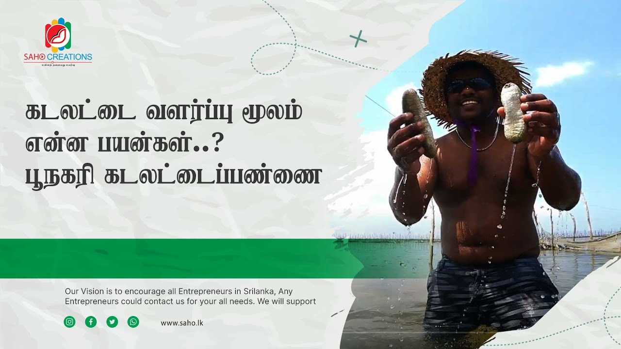 பூனகரி கடலட்டை‎ பண்ணை|Sea Cucumber Farm|கடலட்டை எங்கள் வளம்| Poonagary|Kilinochchi|SaHo3 |