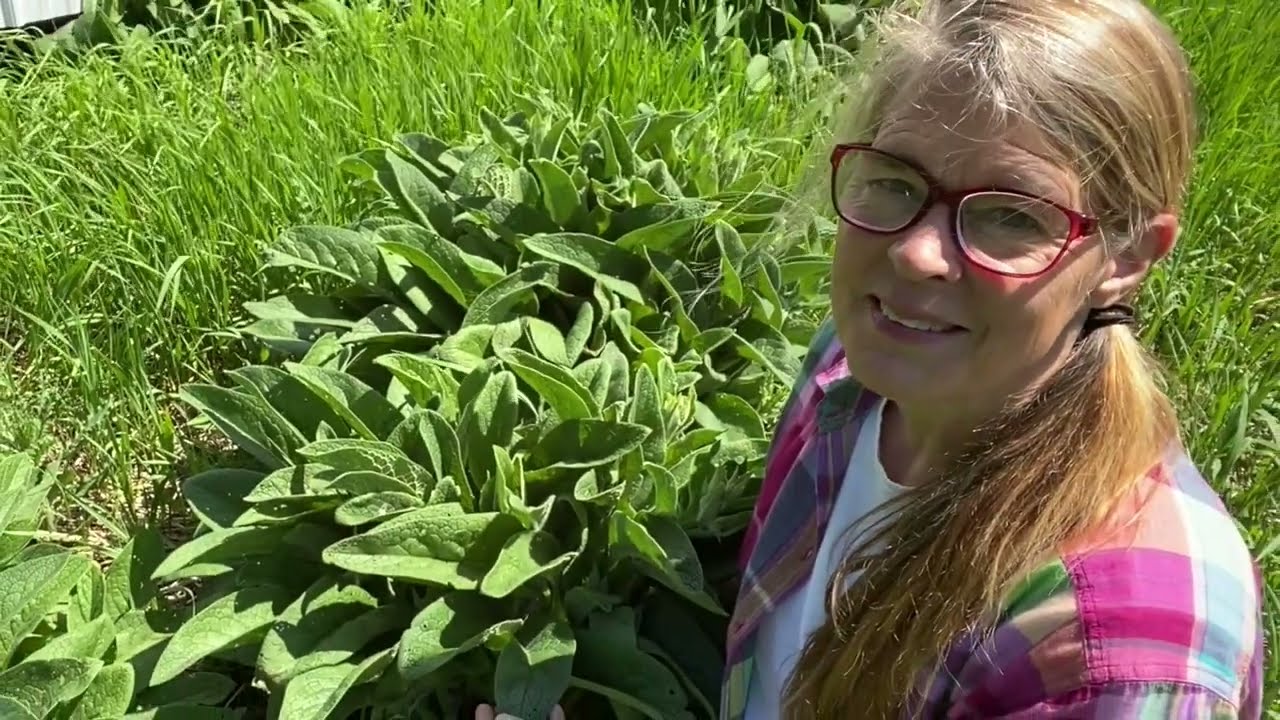 Comfrey for your best compost. It's a dynamic accumulator!