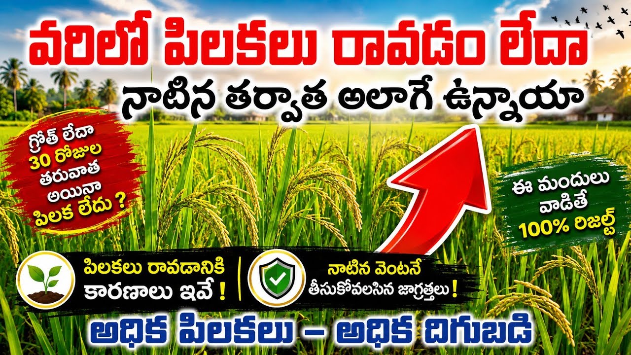 నాటిన కర్రలు నాటినట్టు గానే ఉన్నాయా,గ్రోత్ లేదా 100% రిజల్ట్స్ ఉన్న మందులు ఇవే 