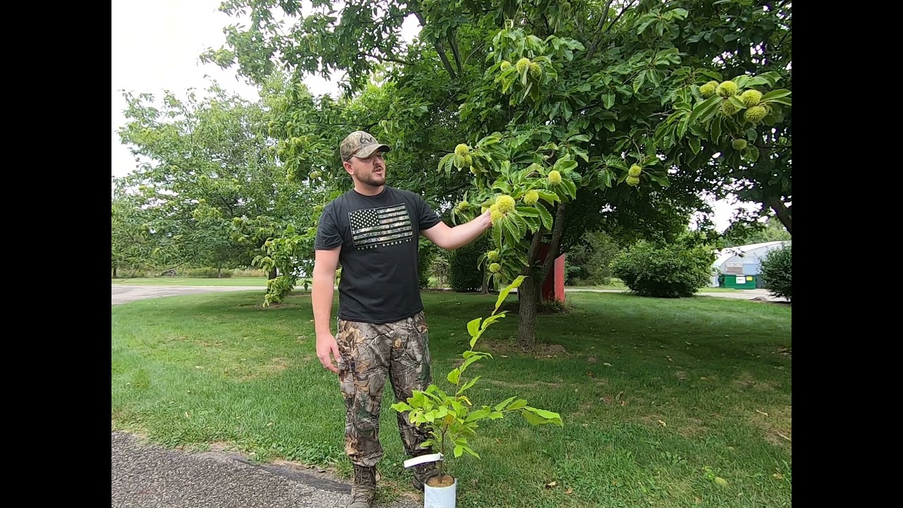 Morse Nursery Layeroka Chestnut Tree