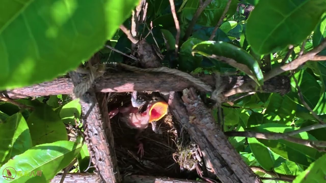 The cuckoo was thrown out, and the mother’s own chick survived and grew up鸟妈妈把杜鹃鸟扔出了鸟窝，亲生小鸟活了下来，并且长大