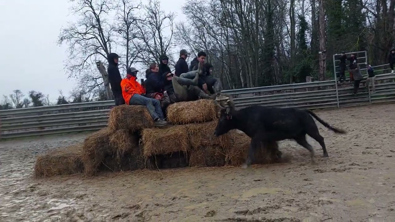 8 F&eacute;vrier 2026 Course Au Plan Taureaux-Vaches En Pays &Agrave; La Manade Des Chardons 10