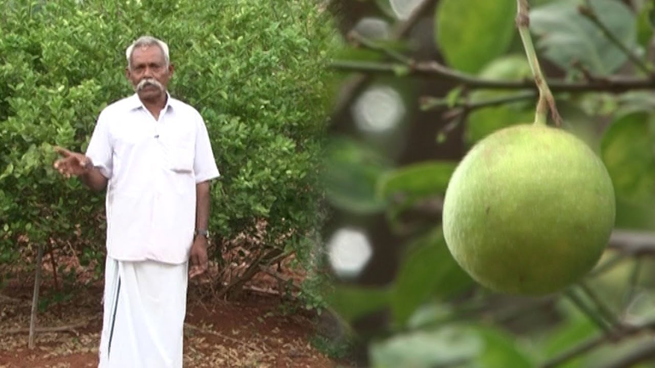 குறைந்த செலவு, நிறைந்த லாபம் தரும் எலுமிச்சை சாகுபடி | Malarum Bhoomi