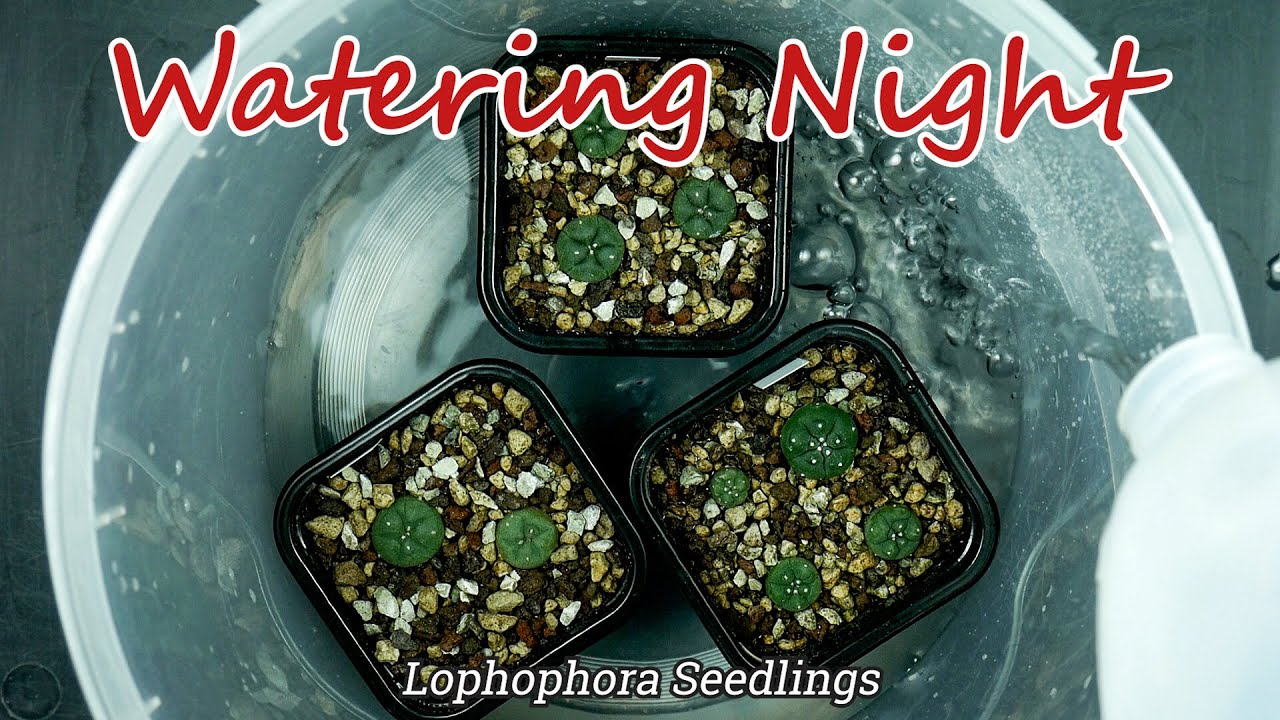 Watering Night: Watering Lophophora seedlings from one of my grow boxes