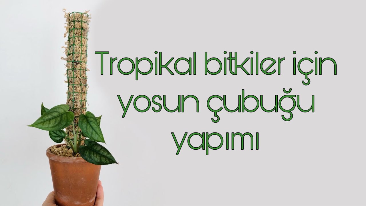 Tropikal bitkiler için yosun çubuğu yapımı 2