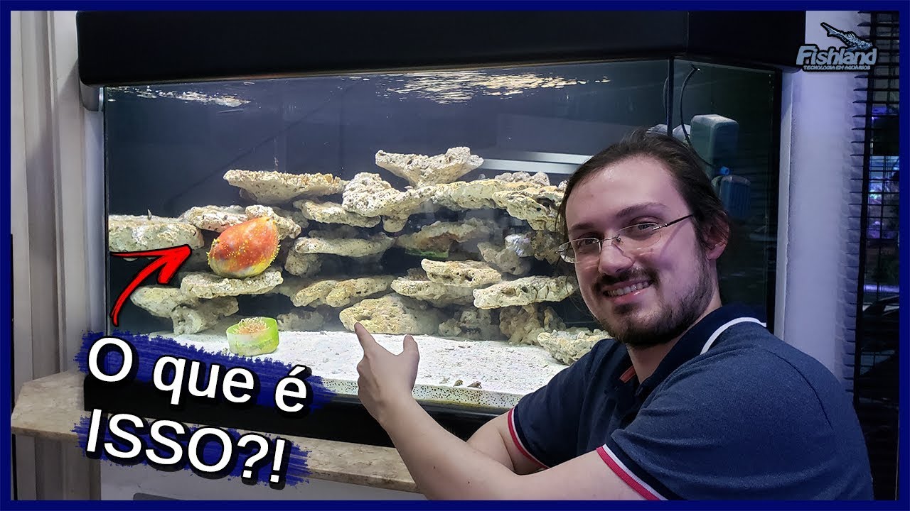 Colocando os primeiros ANIMAIS em um Aquário Fish Only! - Fishland