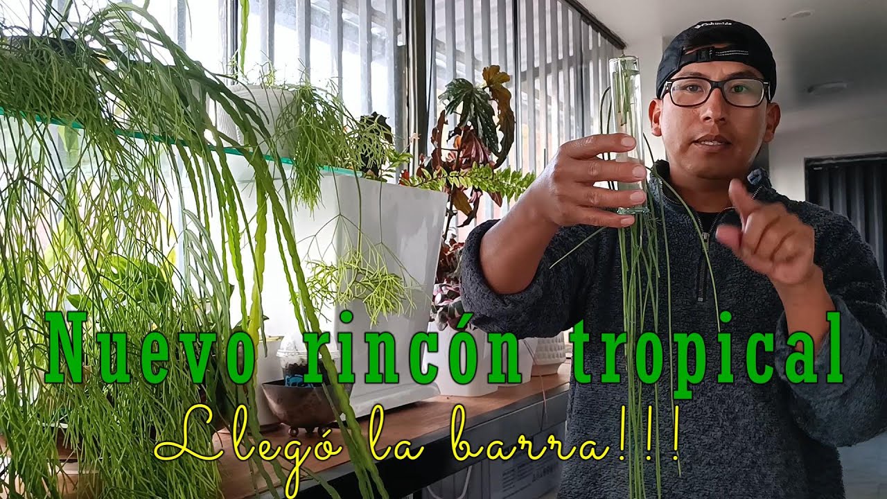 Barra tropical, nuestro rincón  tropical va tomando forma #plantastropicales #rhipsalis #begonias