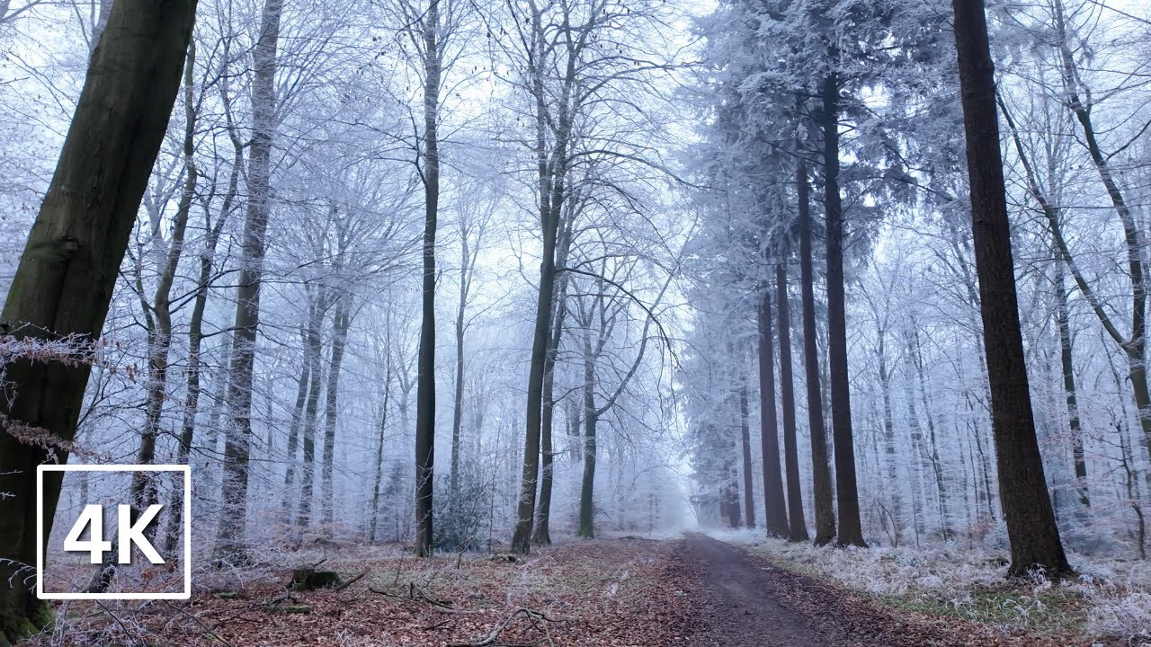 Winter Walk Through a Frosty Forest 4K | Relaxing Music for Stress Relief