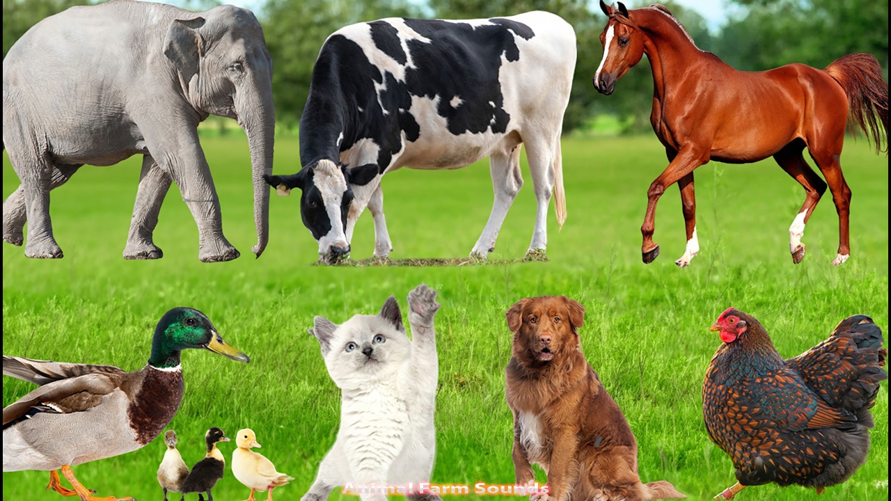 Farm Animal Food: Rabbit, Cow, Horse, Piglet, Kitten, Chick, Dog, Duckling, Squirrel – Animal Sounds