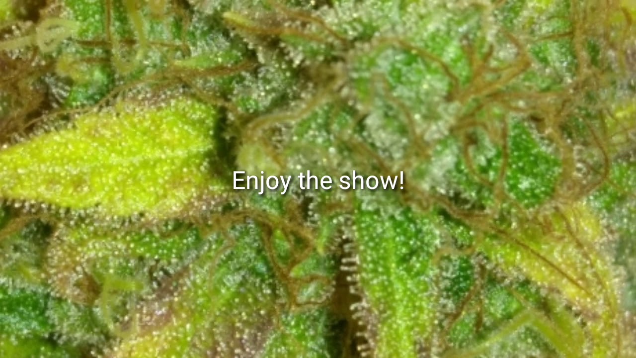 Harvest day, Kimbo Kush Round 2