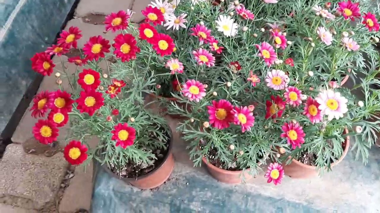 Görünce Hayran Kaldım 🌺 Aradığınız  Çiçekler Fiyatlari Burada  ❗Ateş Ciçek