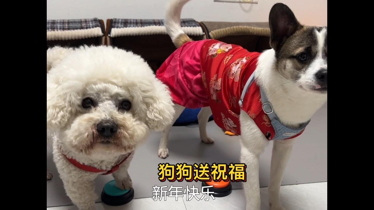 丢丢珍珠和五十把美好祝愿送给叔叔姨姨，祝大家新年快乐万事如意