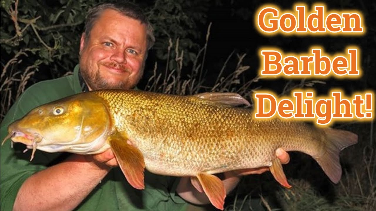 Barbel Fishing - Golden Barbel (Video 174)