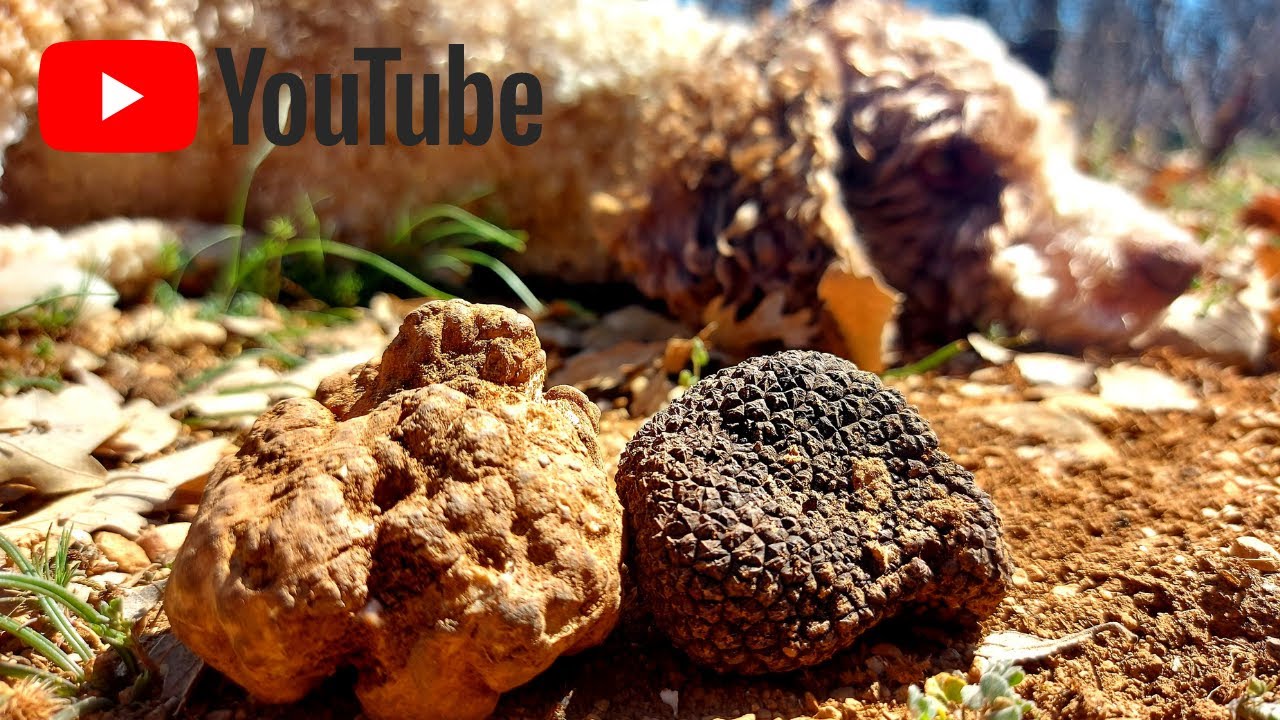 Trüf mantarı avı - Truffle hunt