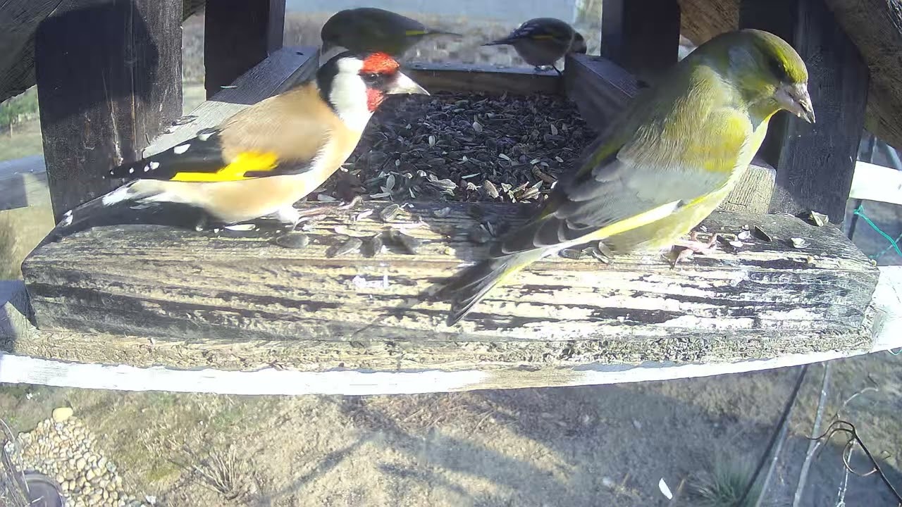 Feeding finches - hawfinch, goldfinch, greenfich