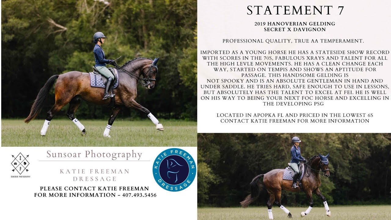 Statement 7 - 2019 Hanoverian for sale