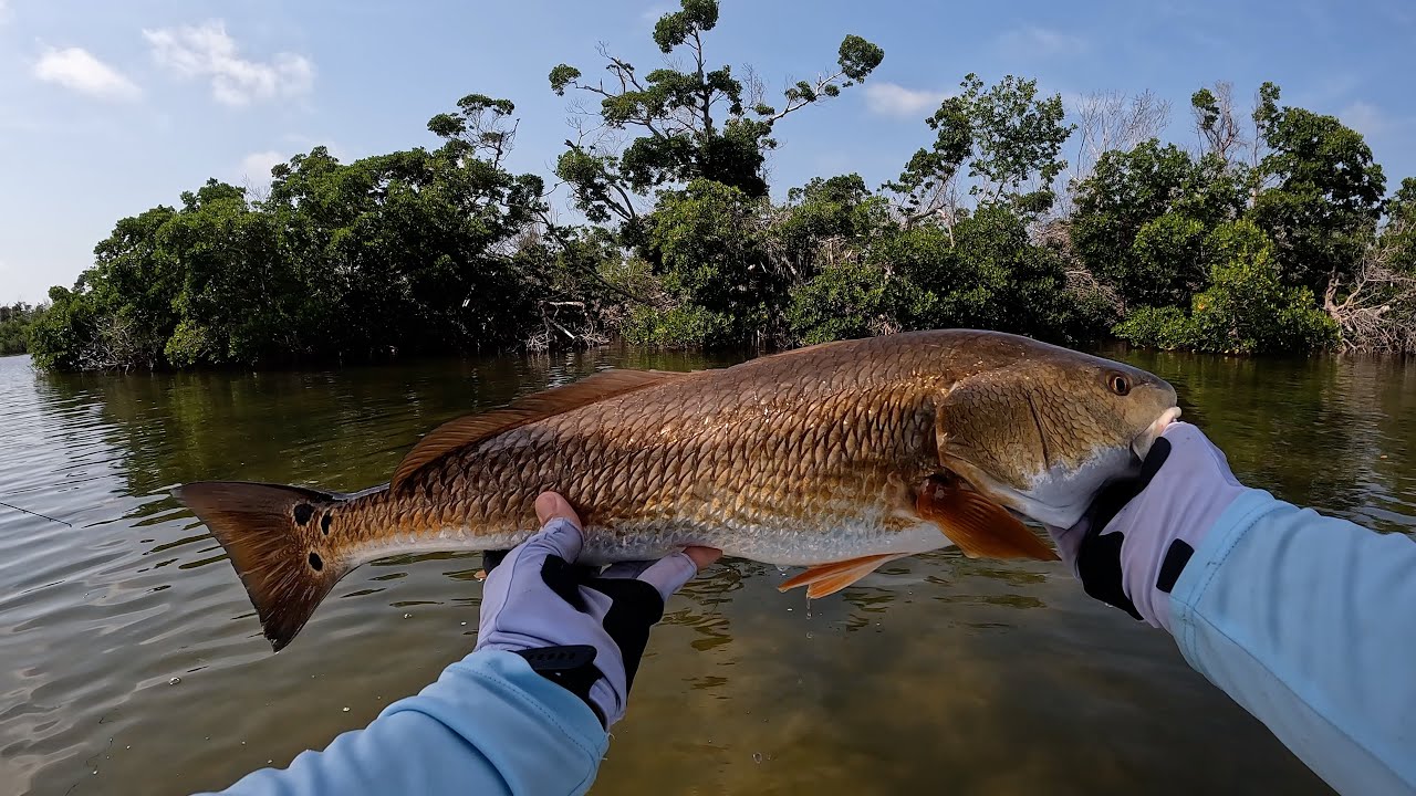 Live Bait Fishing for Snook, Redfish, and Trout in Southwest Florida! Non-Stop Action!