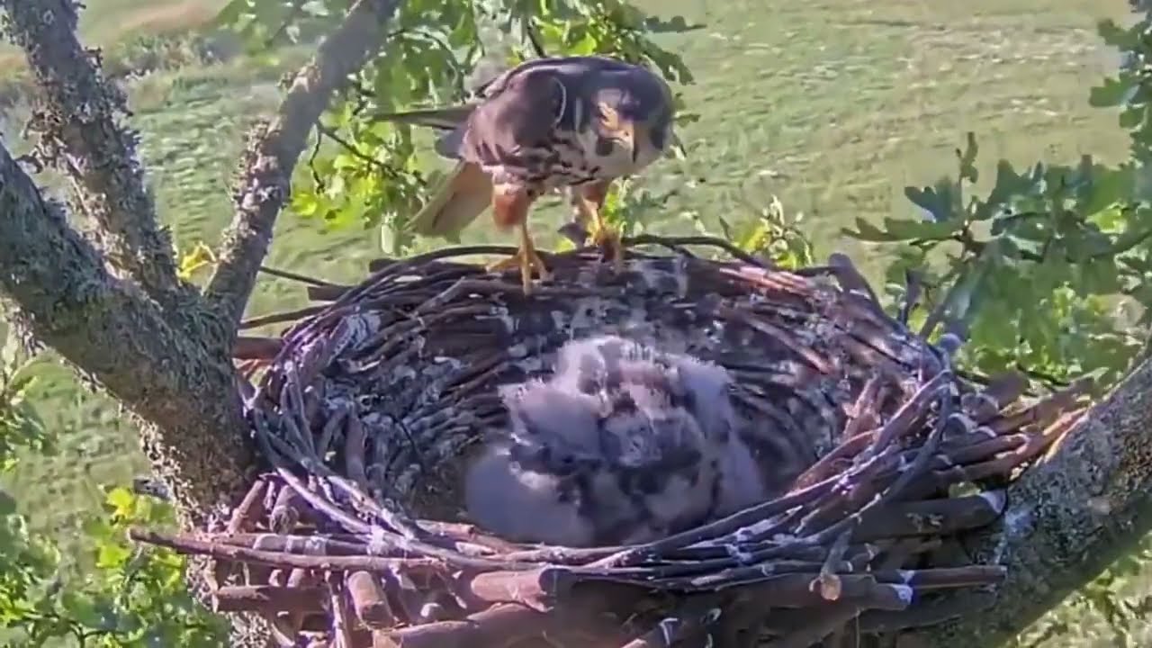 #falcon Cam4#113 Review baby birds in the nest - Dad and mother brings food to feed their chicks